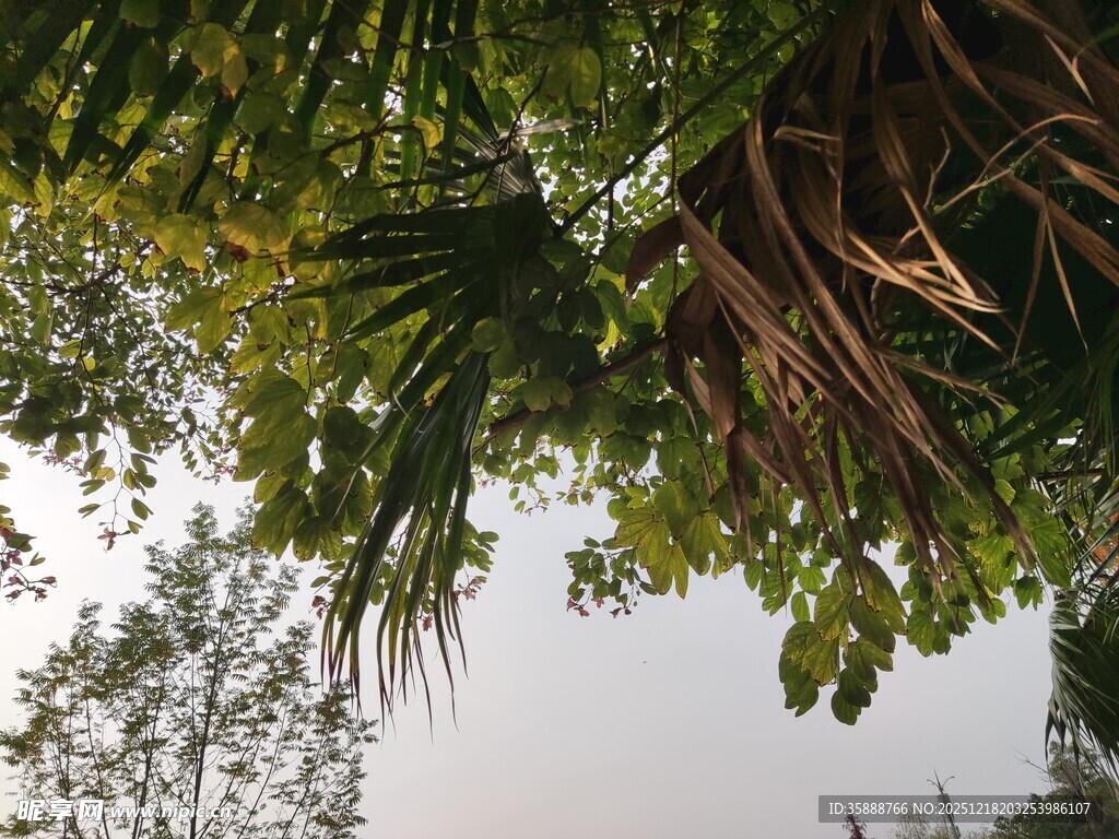 仰视繁茂绿植景观