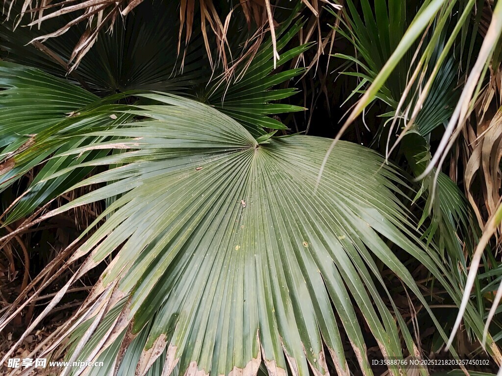 翠绿扇形棕榈叶特写