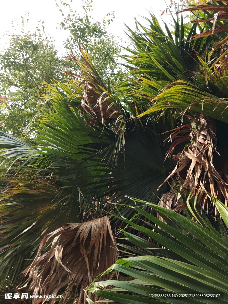 茂盛的棕榈树