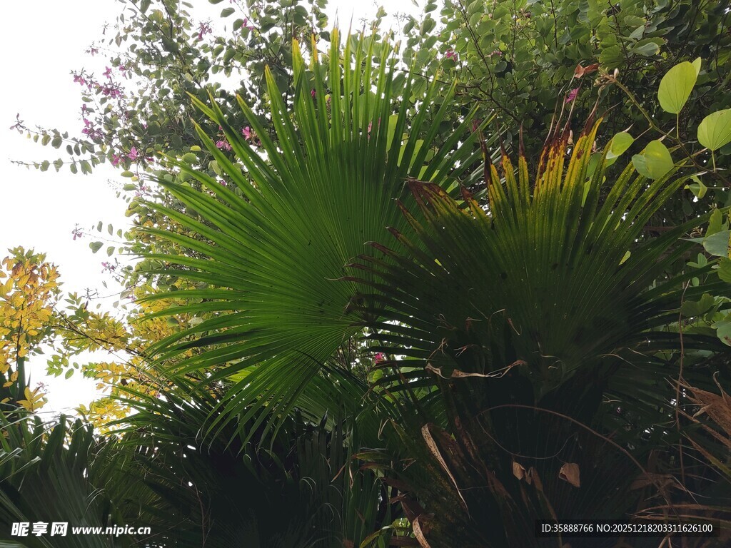 户外翠绿棕榈植物景观