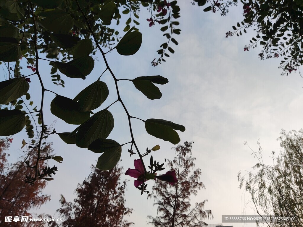 枝头红花绿叶映天空