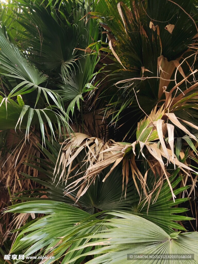 热带植物景观特写