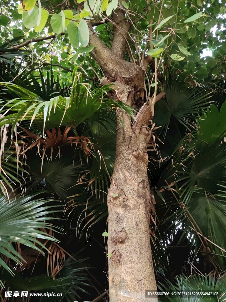 奇特造型的树干景观