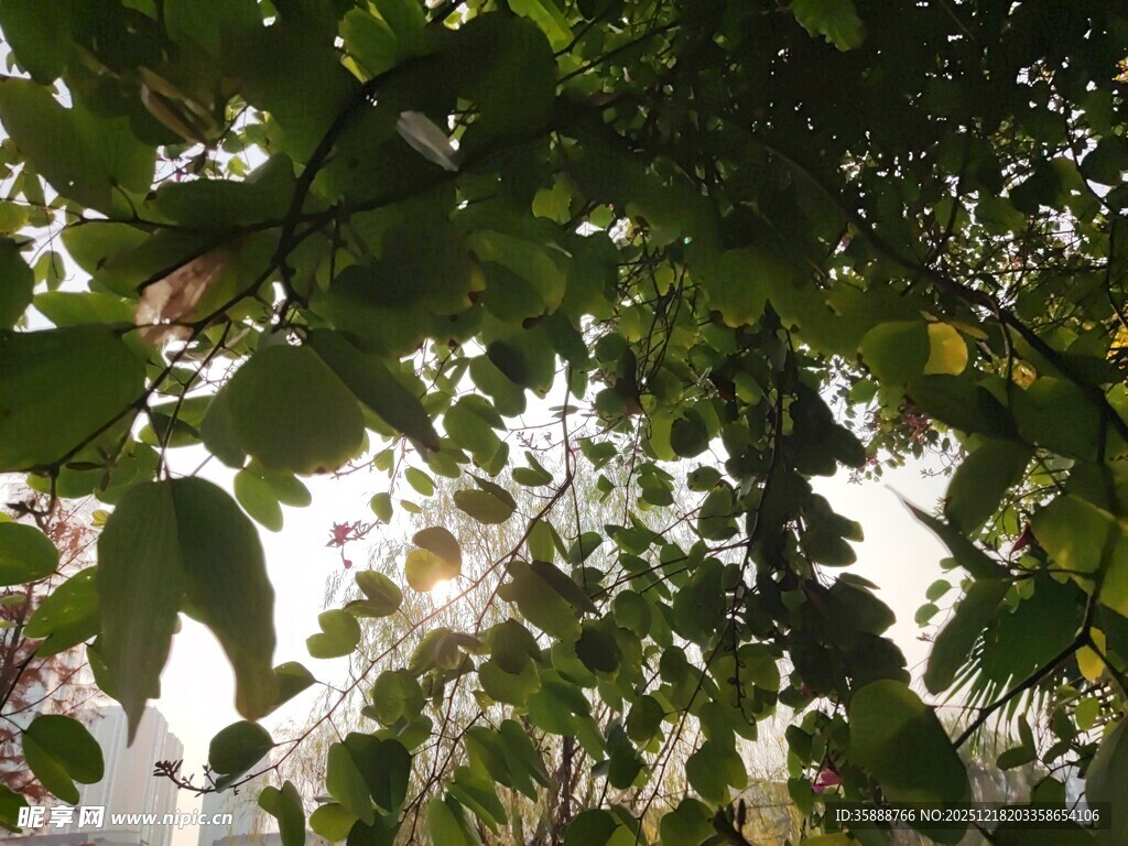 绿叶间的光影斑驳