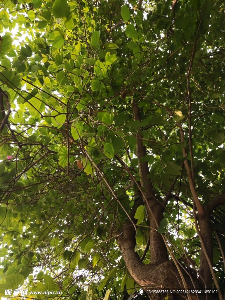 阳光洒落茂密绿荫大树