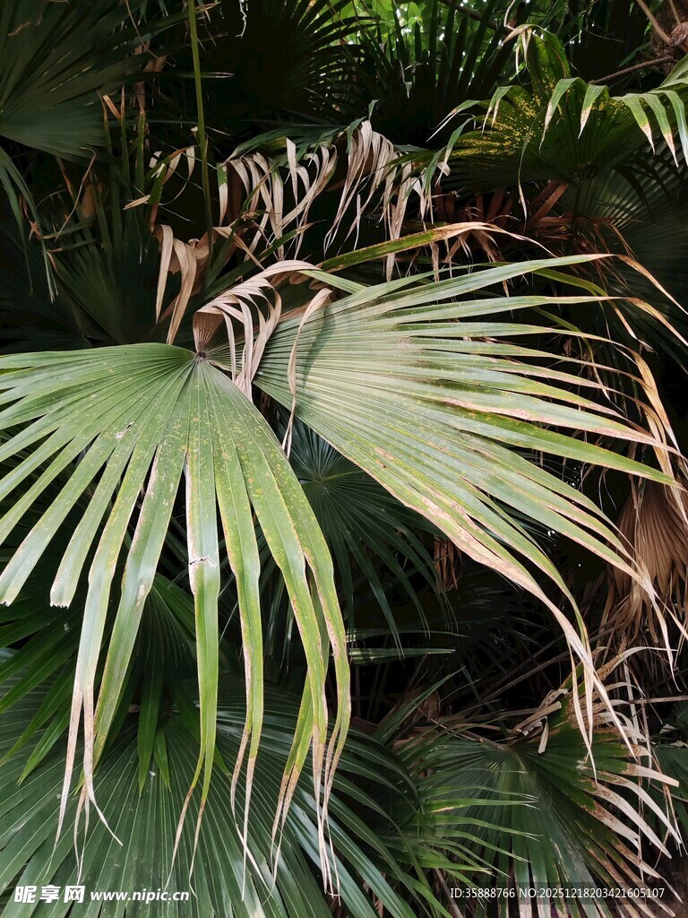翠绿棕榈叶尽显自然生机