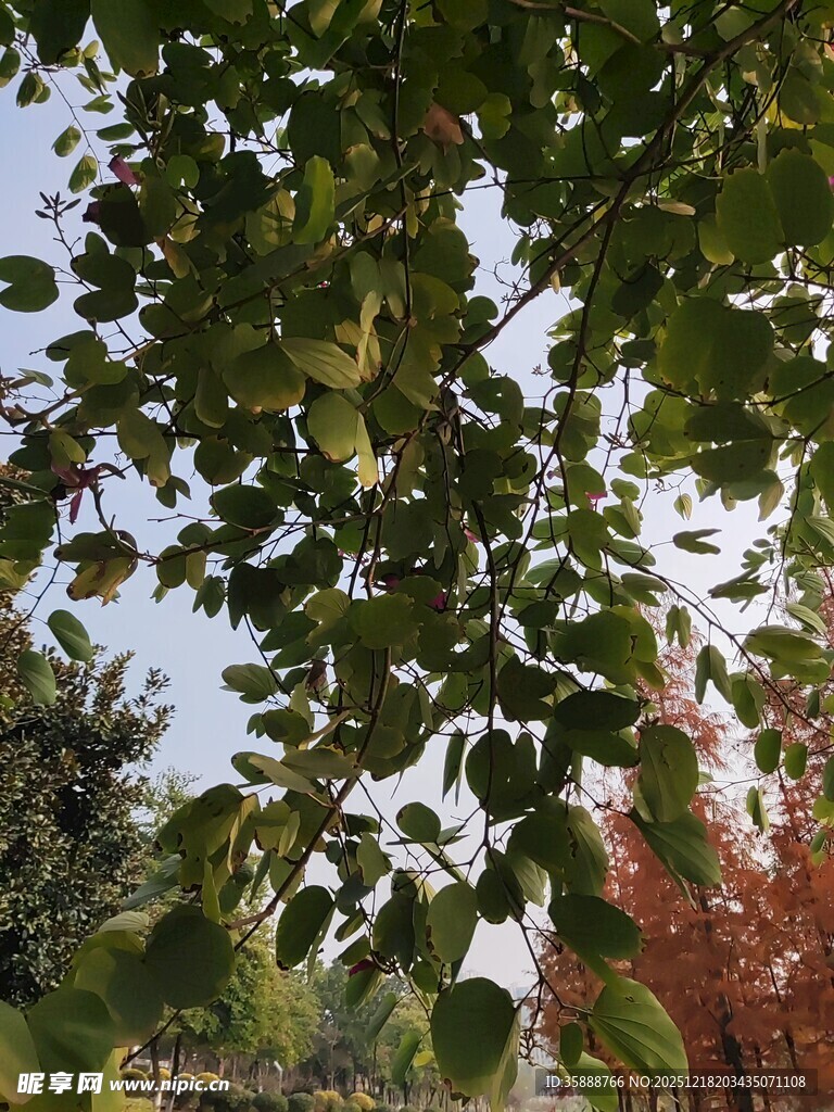 绿叶间的秋日光影