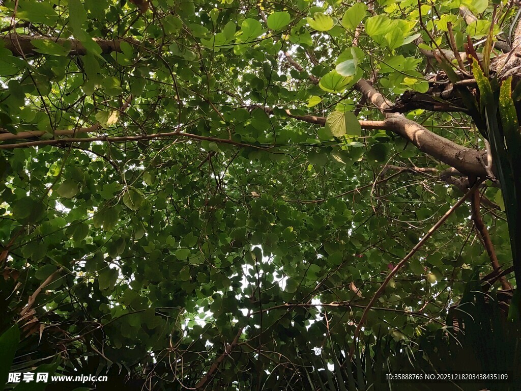 茂密丛林绿意盎然景象