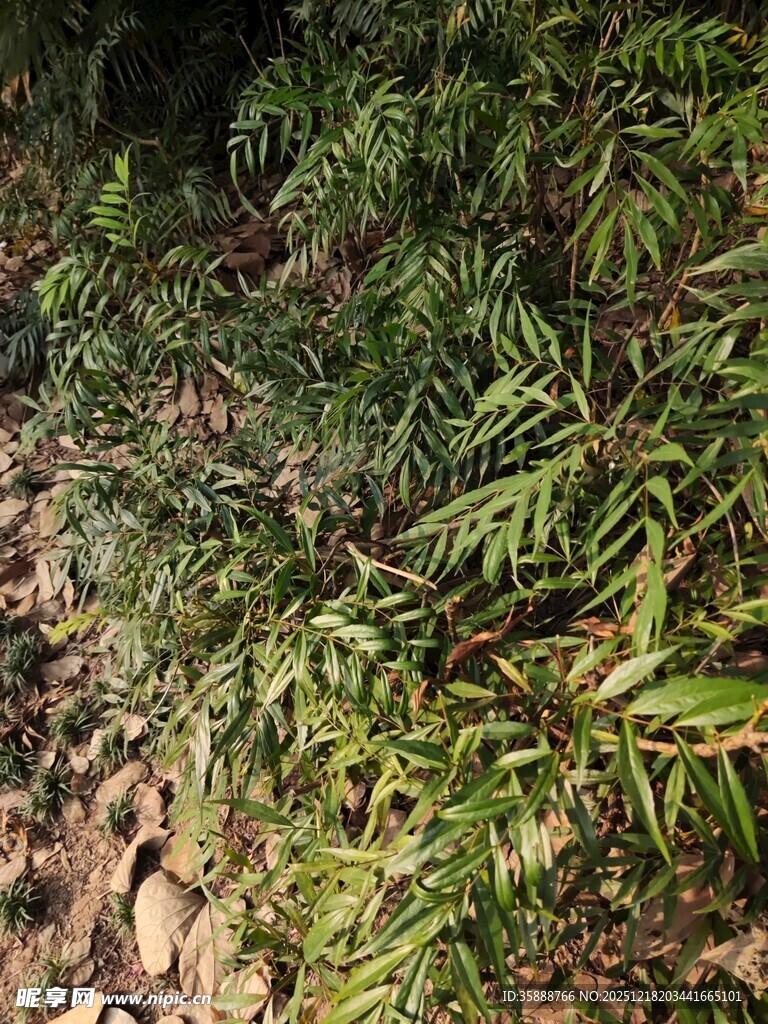 茂密绿植中的翠绿枝叶