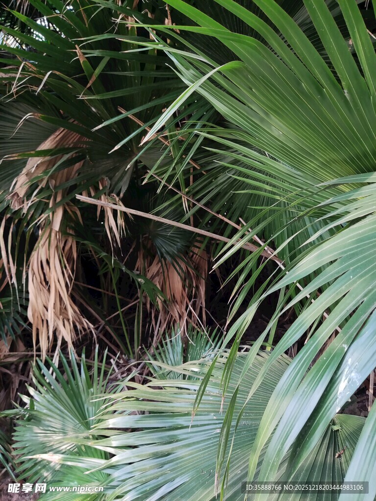 茂密棕榈叶景观