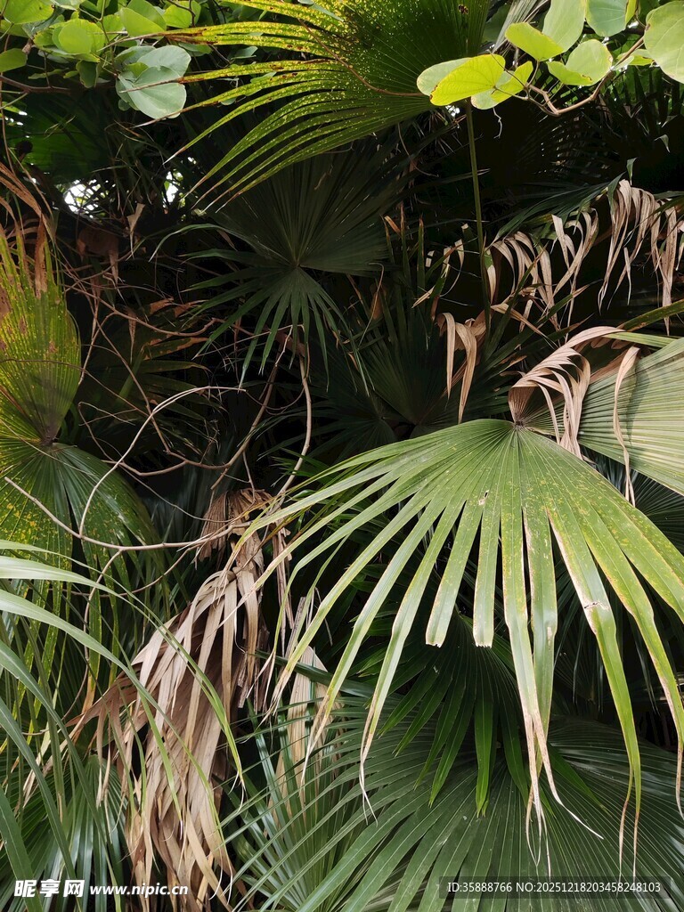 热带风情棕榈叶景观