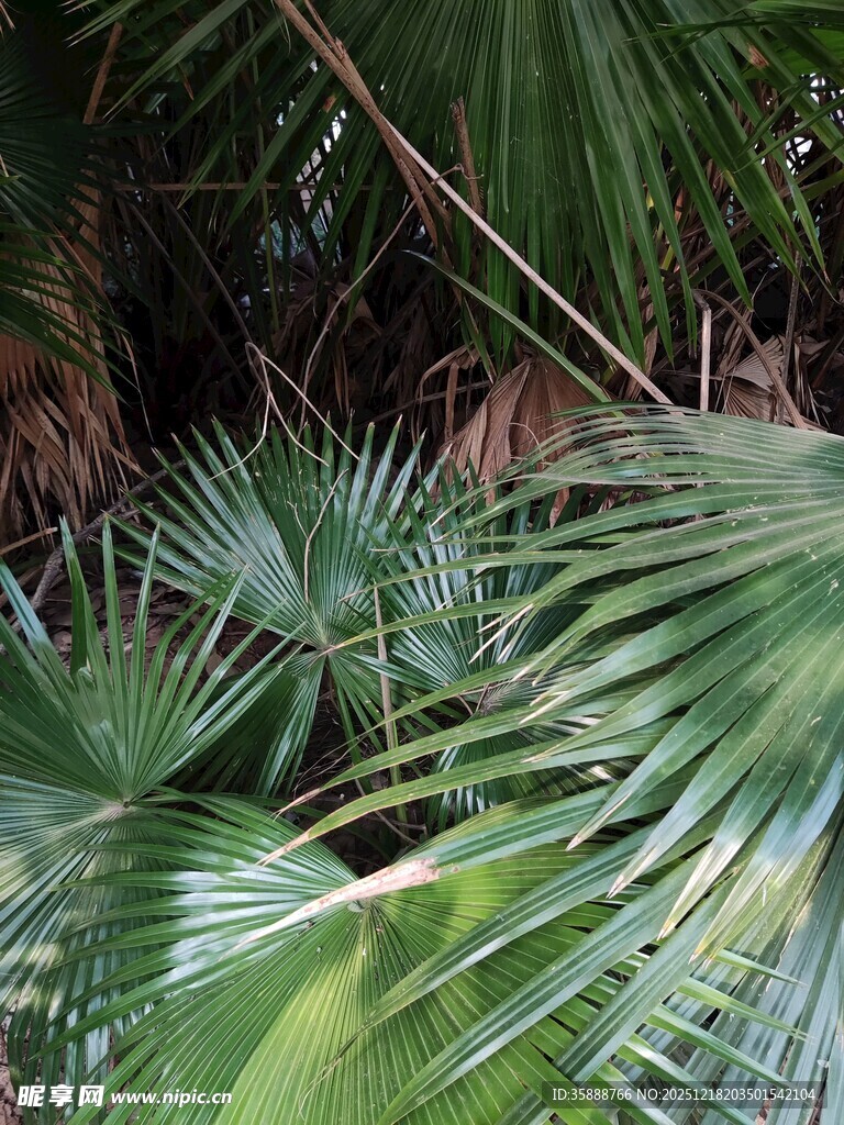 翠绿棕榈叶尽显自然生机