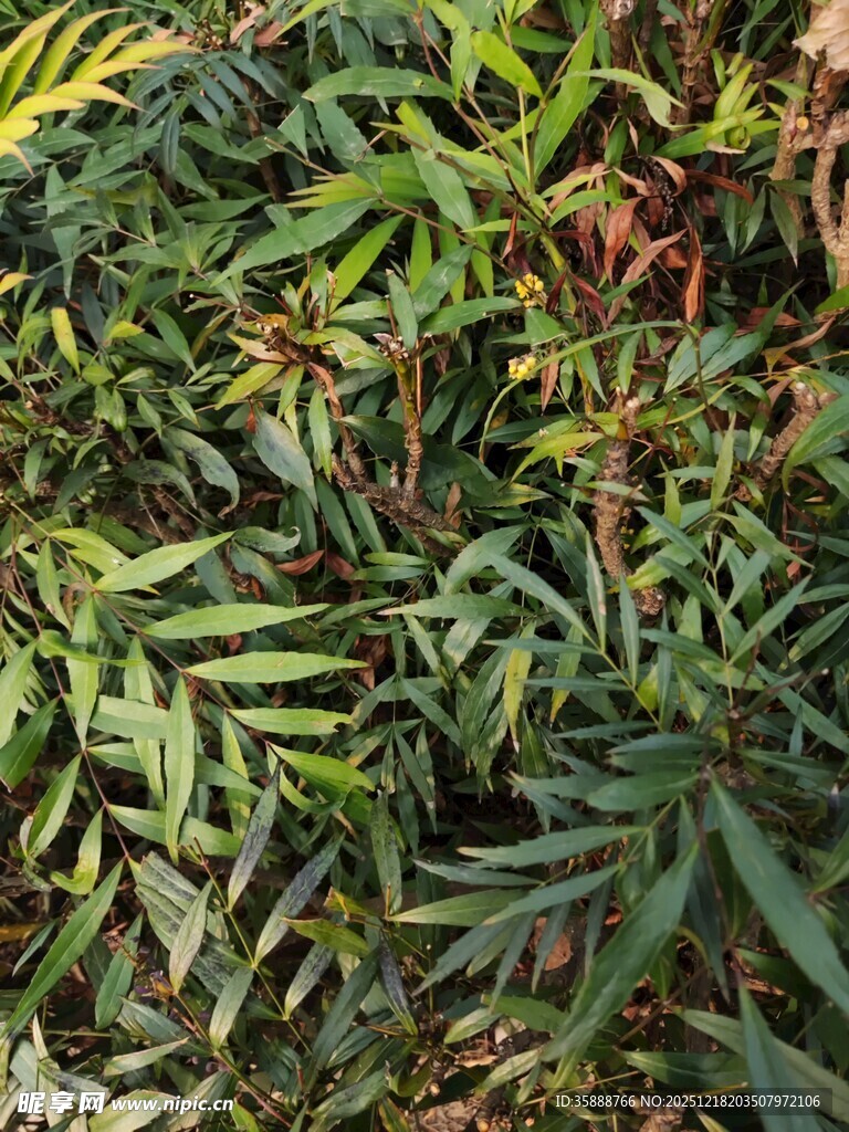 茂密翠绿的蕨类植物