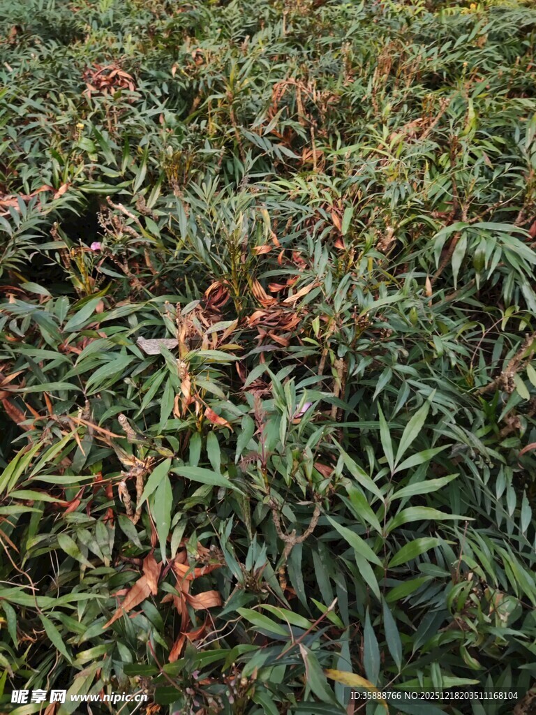 荔枝种植园繁茂果实景象