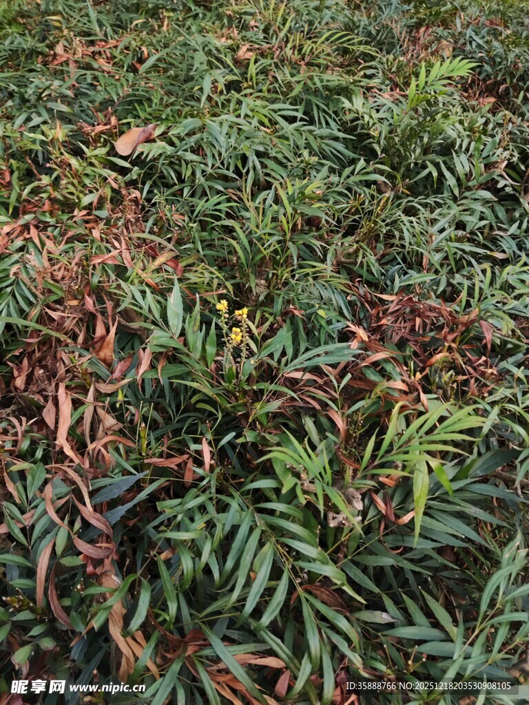 多彩枝叶植物景观