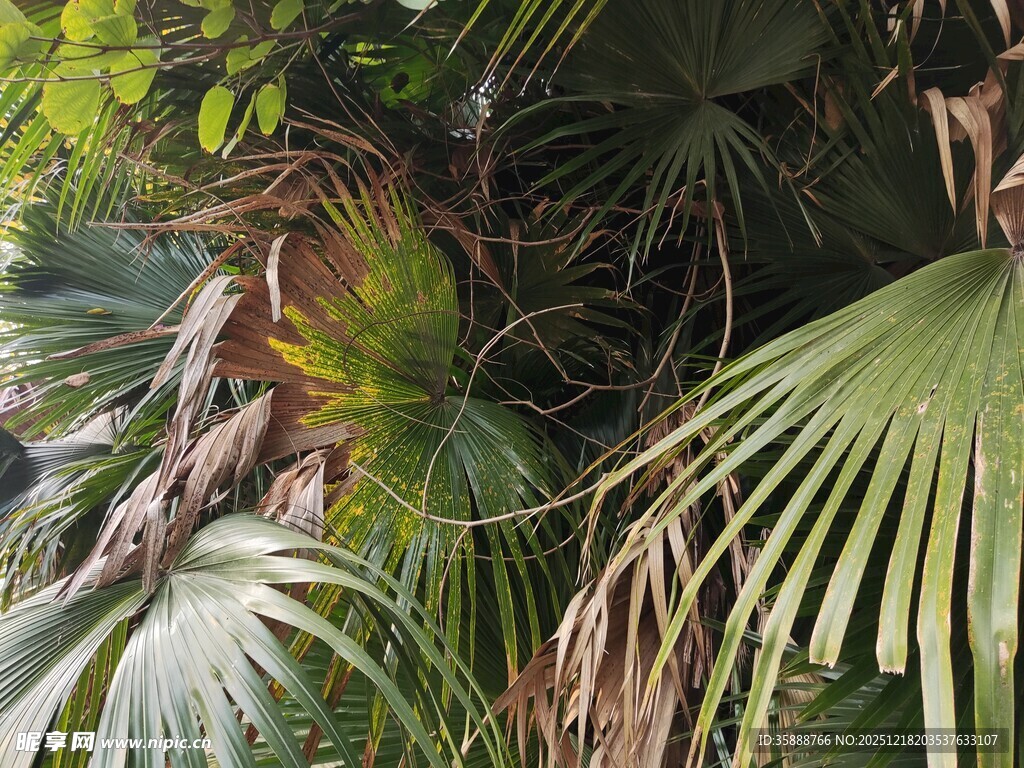 繁茂热带植物景观