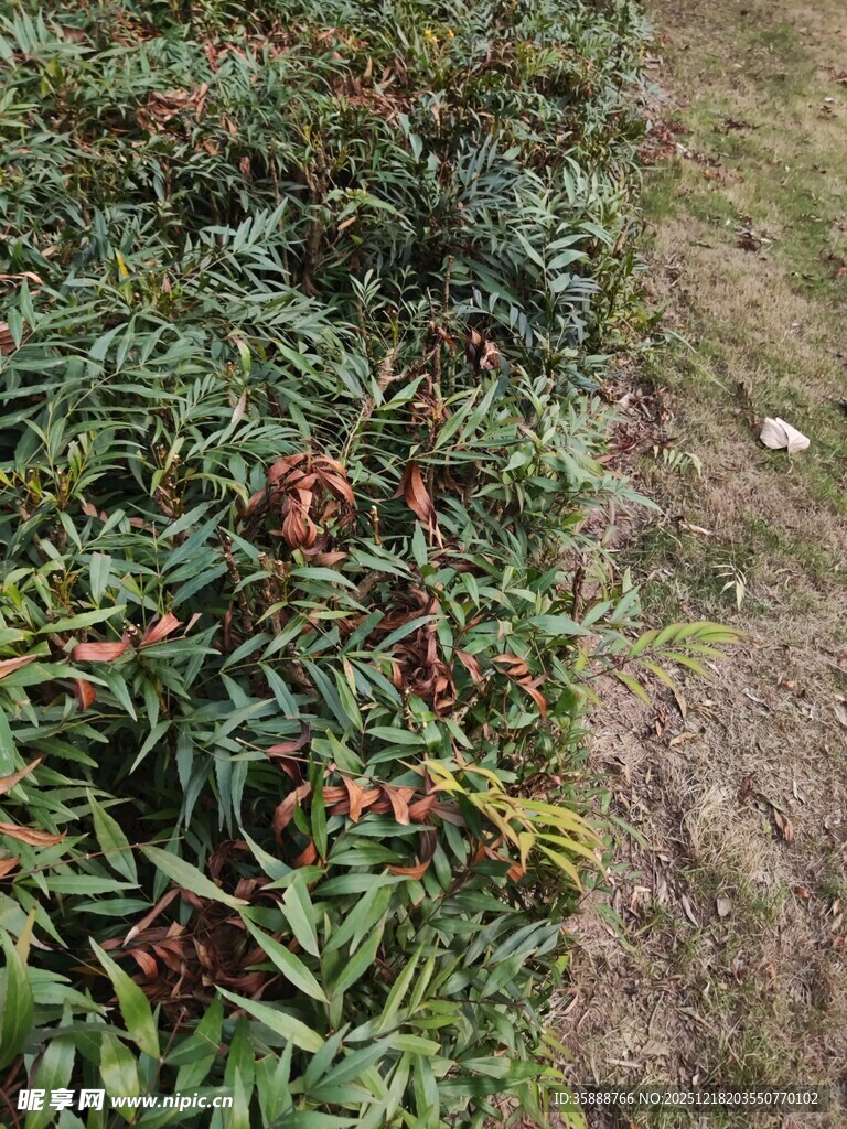 绿叶间的红色果实