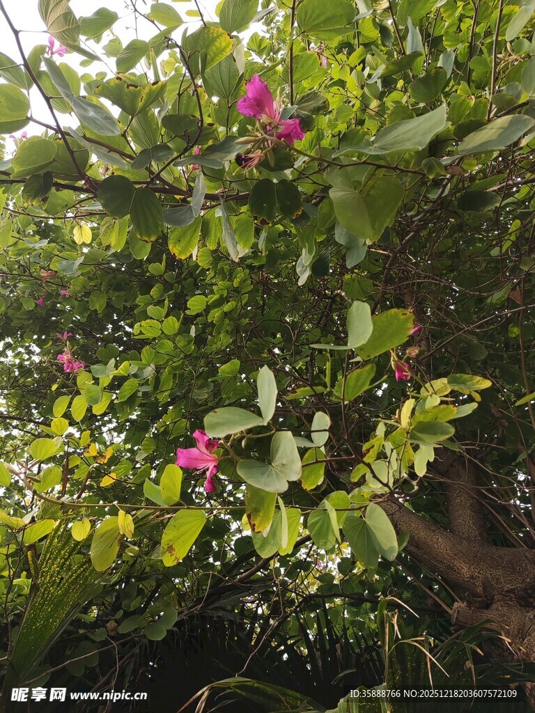 绿叶丛中绽放的艳丽花朵