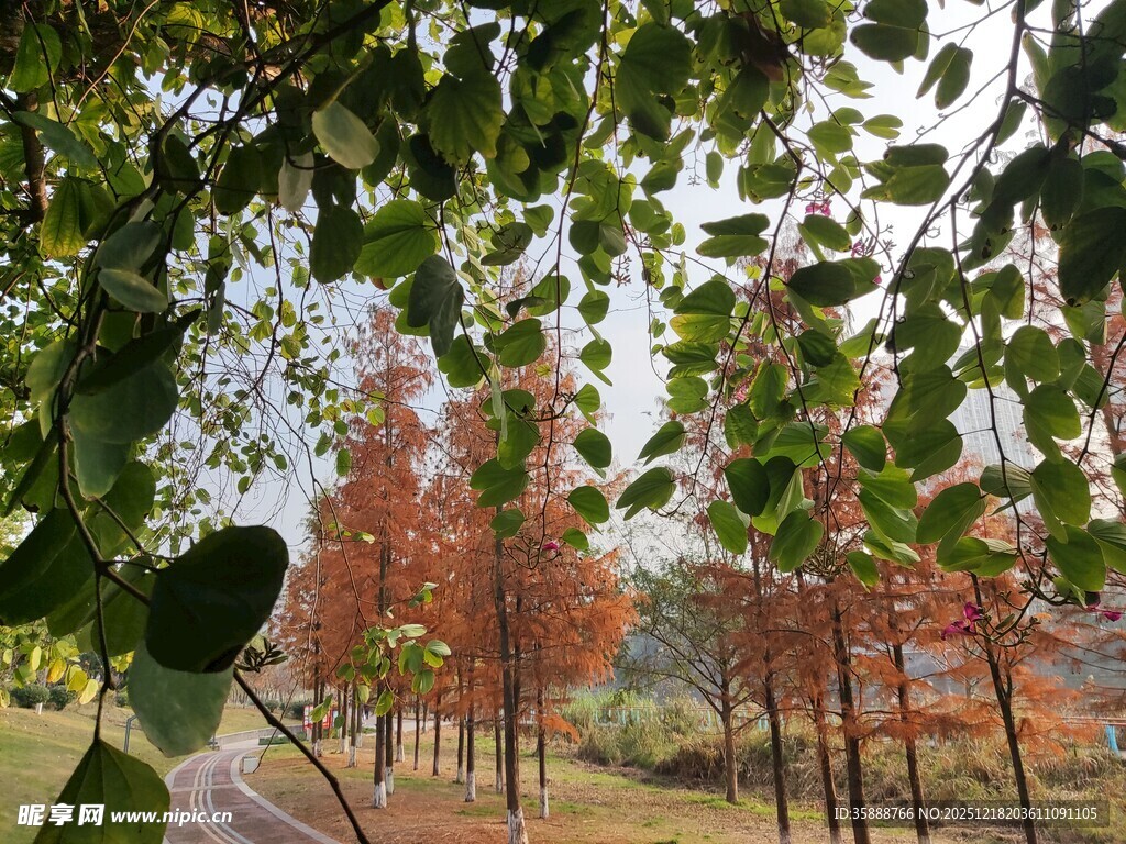 林间秋色红叶绿树相映