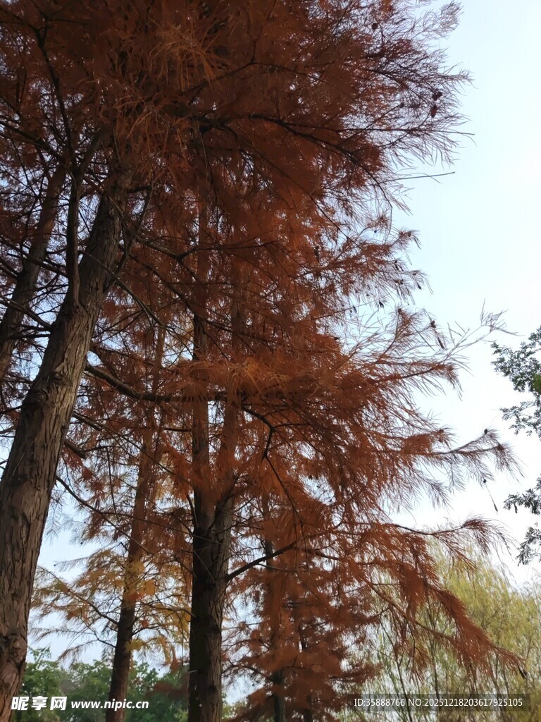 秋日红杉树景观