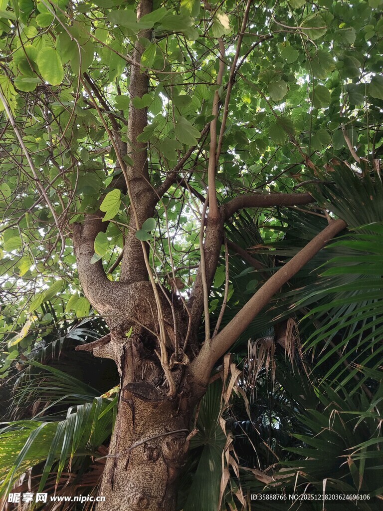 粗壮繁茂的大树树干