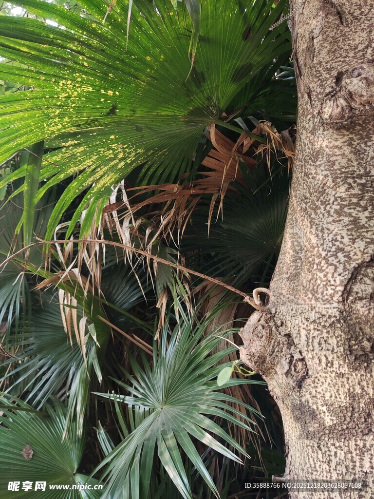 树干旁的多样热带植物