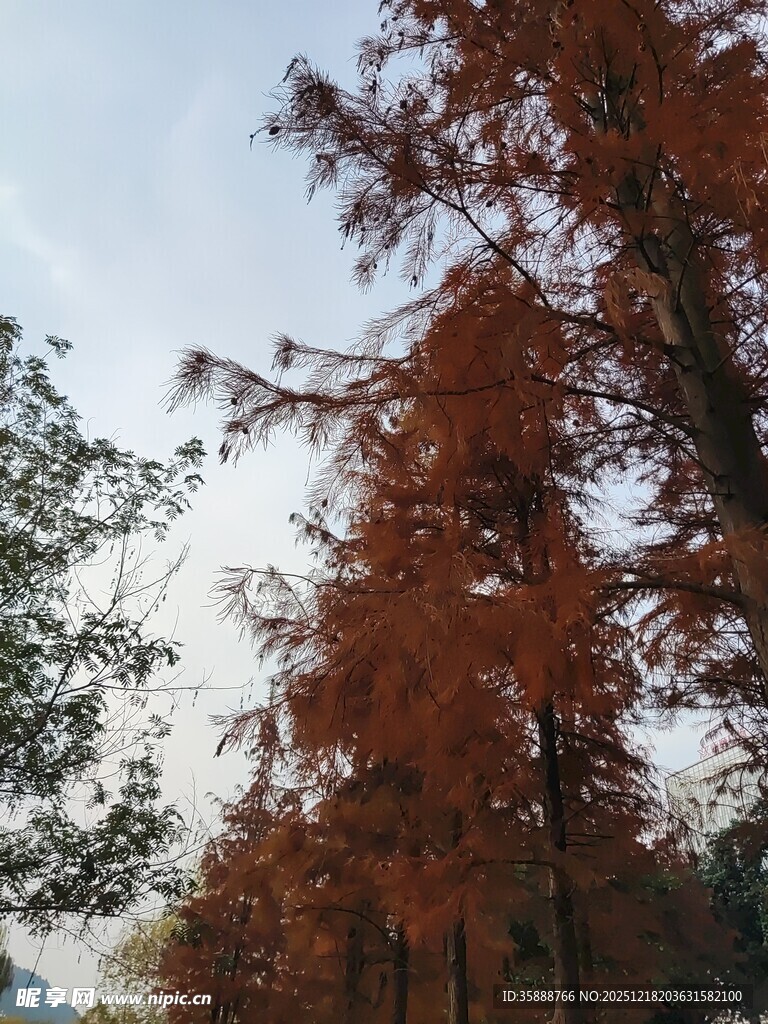 秋日红杉树美景