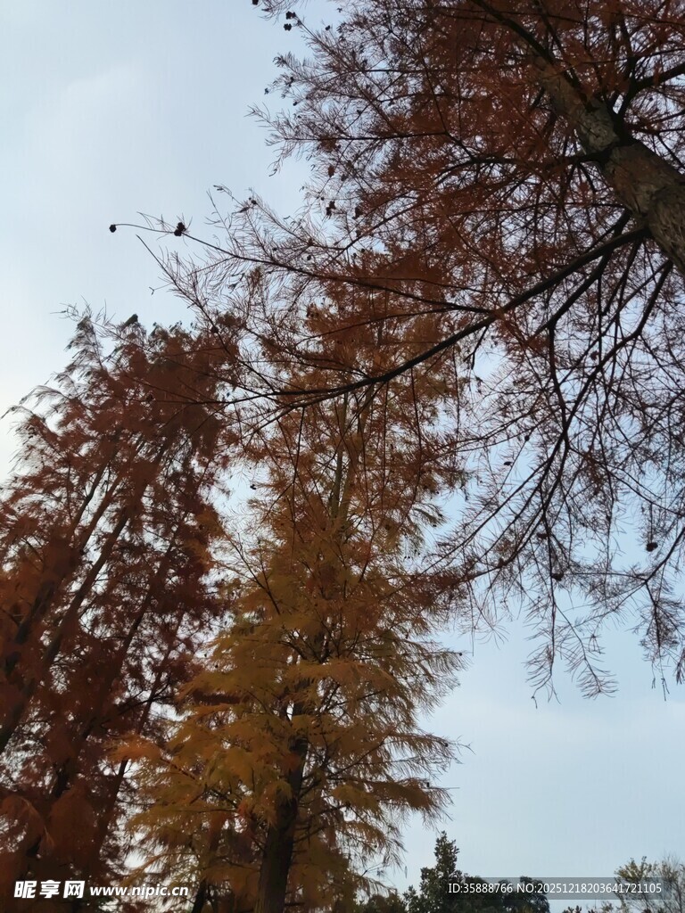 秋日金黄水杉树景观