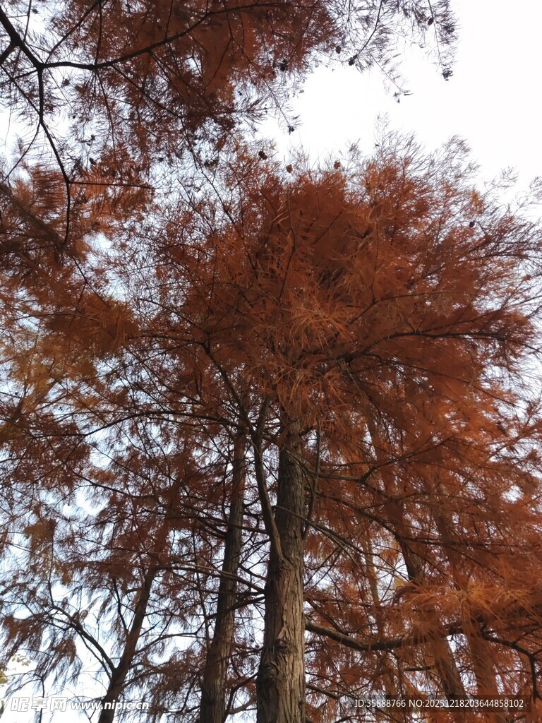 秋日红杉树景致