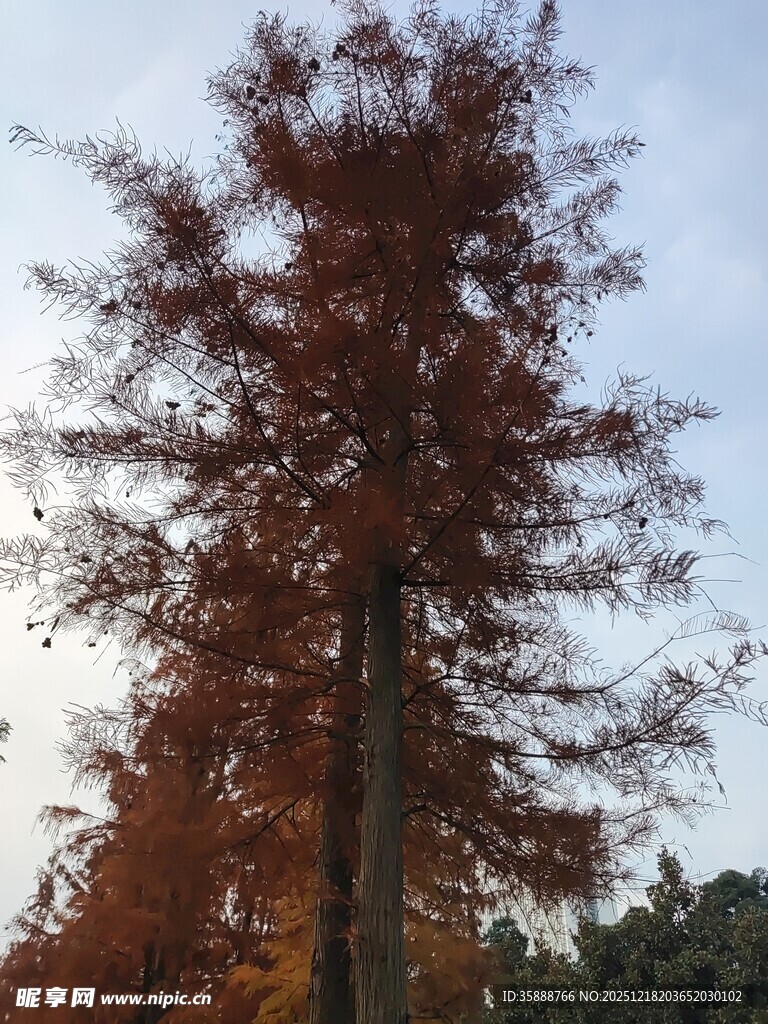 秋日挺拔的红杉树