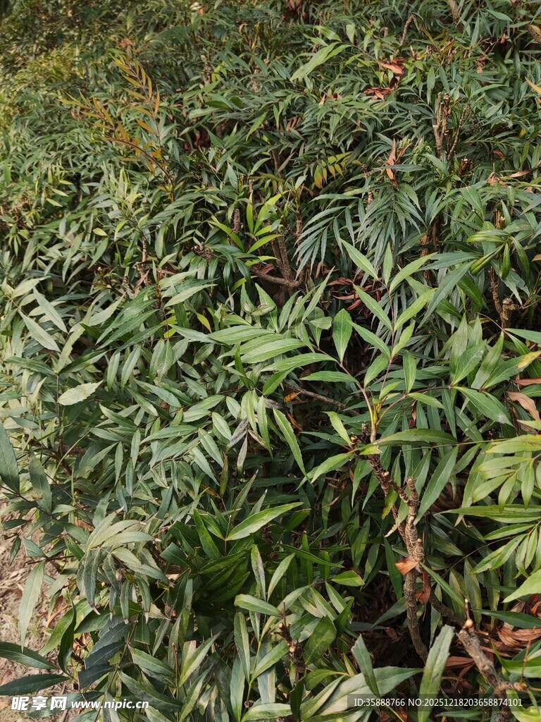 茶园绿意盎然的茶树景象