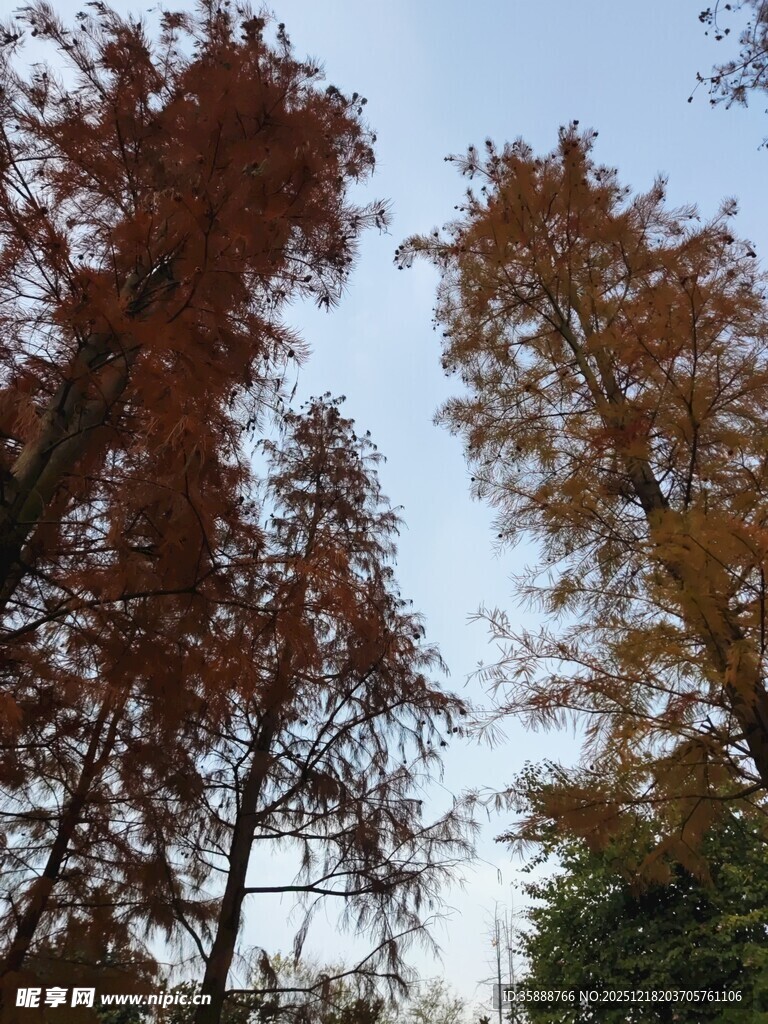 秋日斑斓树林美景