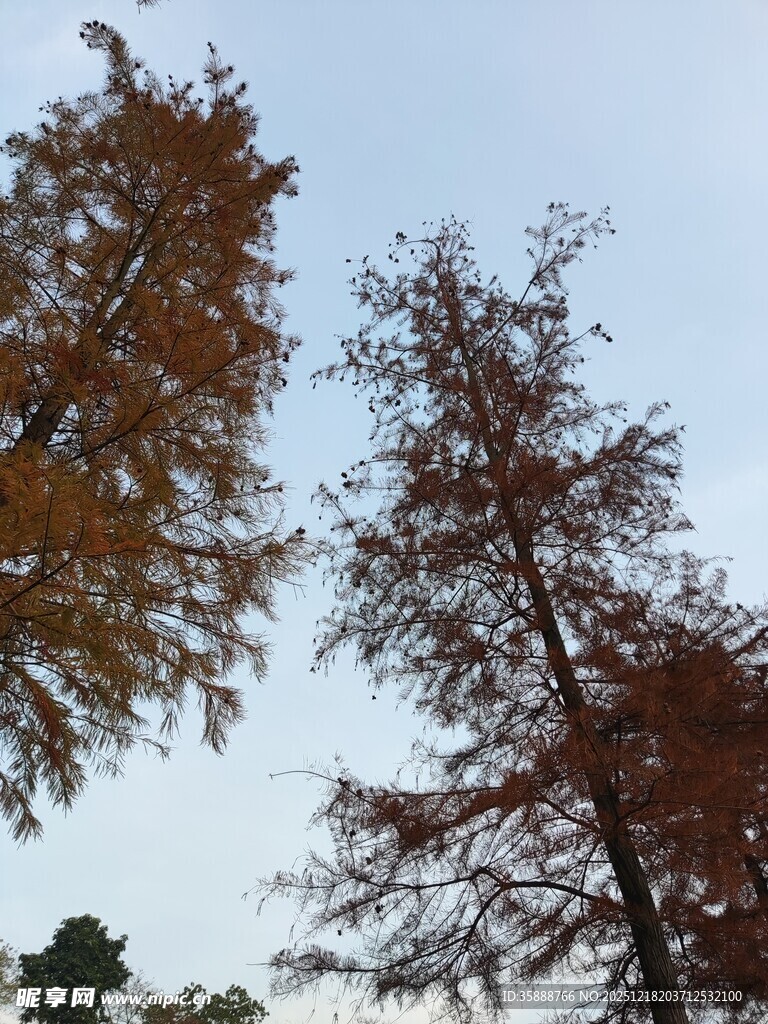 秋日挺拔水杉树