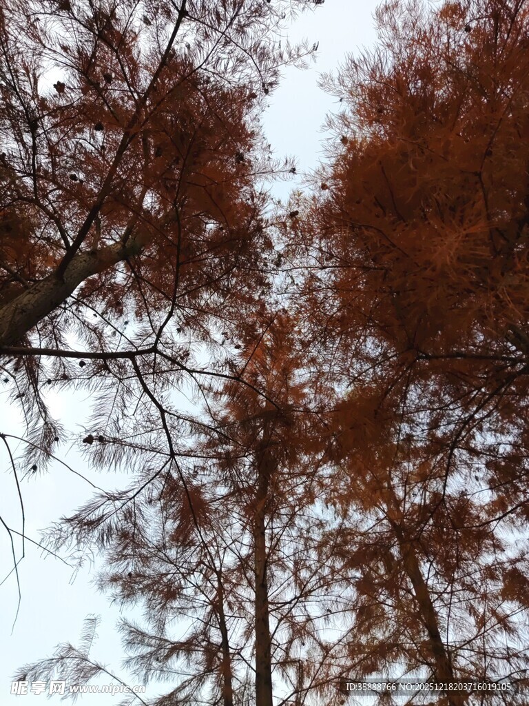 仰视秋日红杉树景象