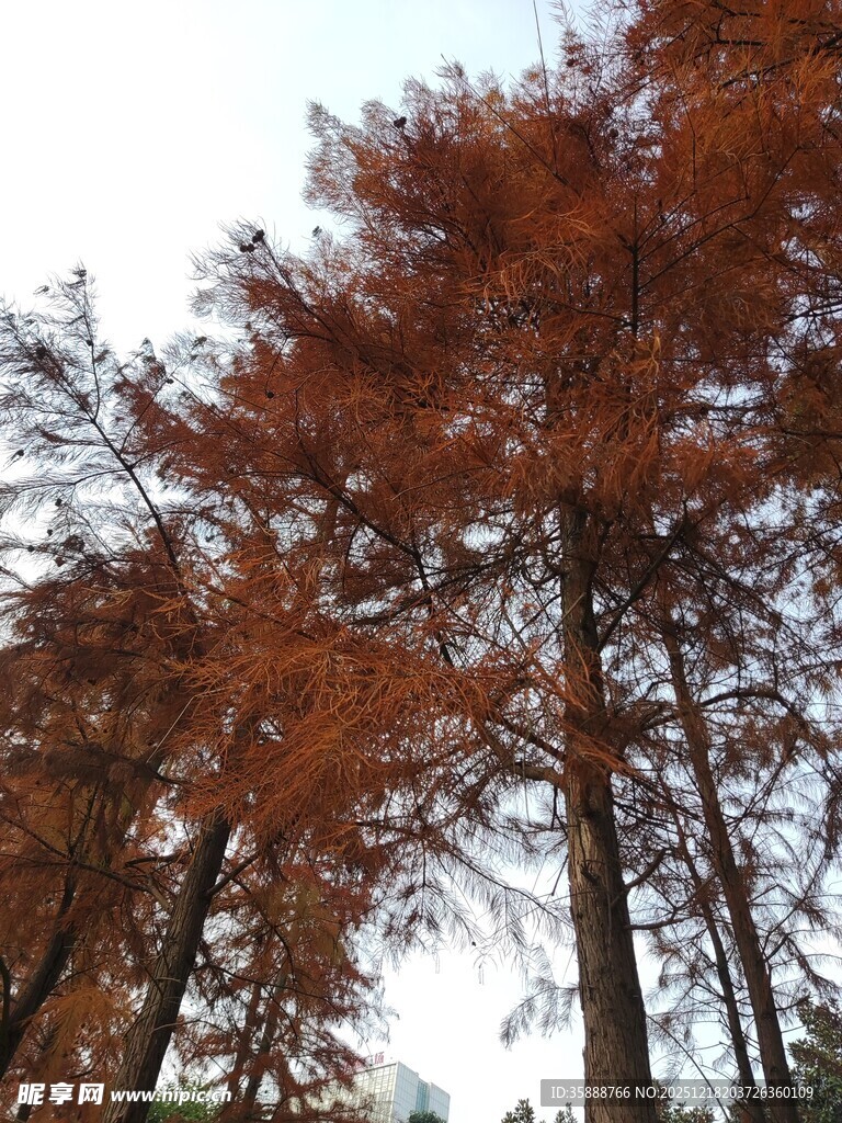 秋日红杉树景观