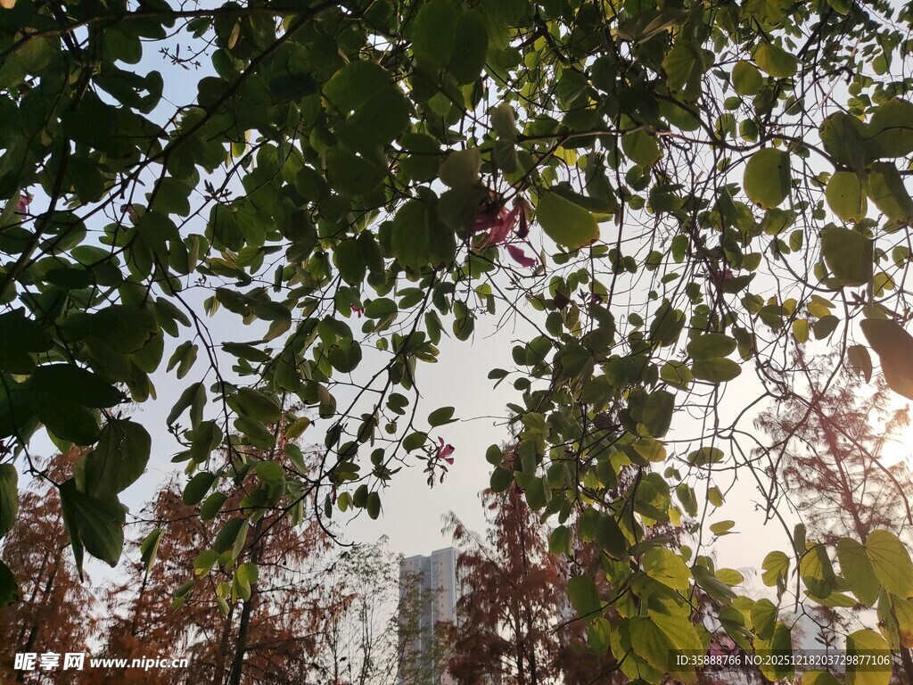 透过树叶看阳光洒落