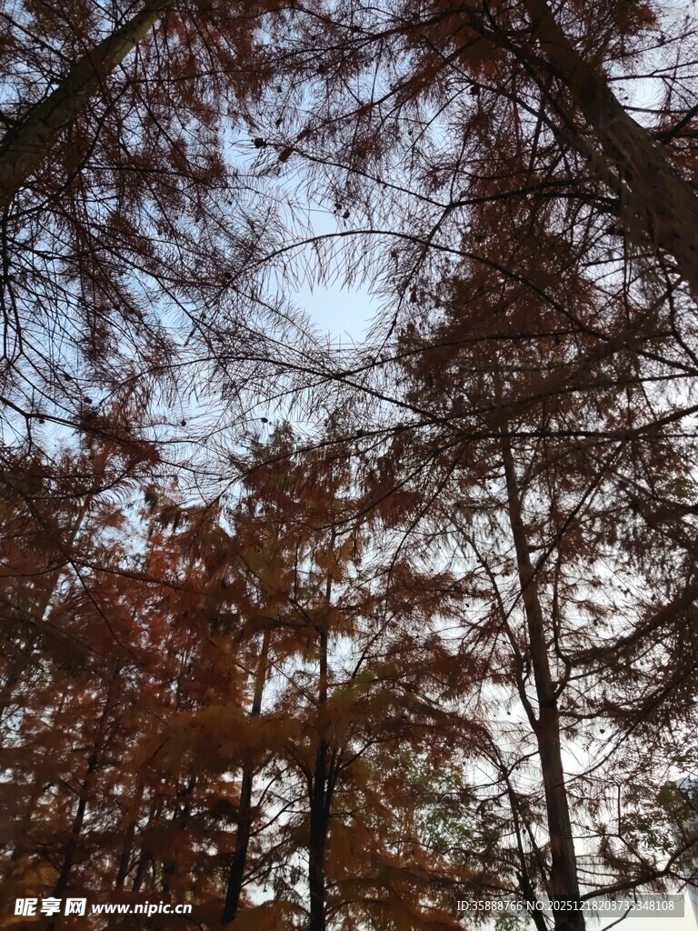 秋日红杉林树梢景致