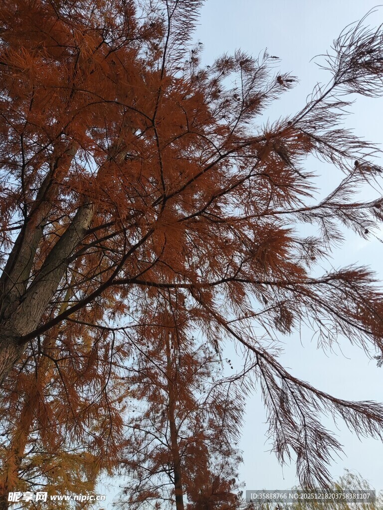 秋日红杉树枝叶景致