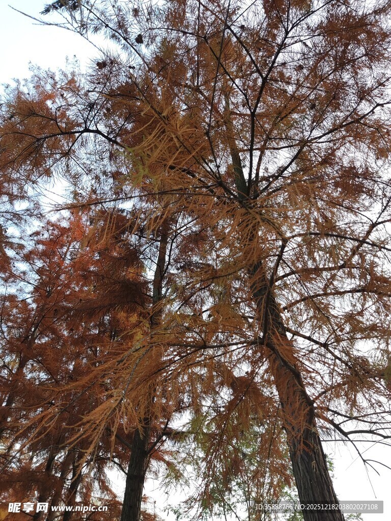 秋日红杉树景观