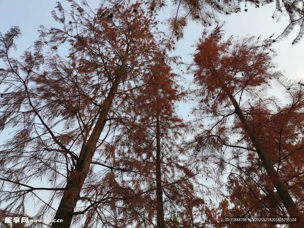 仰视红杉树的秋日景象