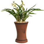 陶盆中绽放的翠绿兰花