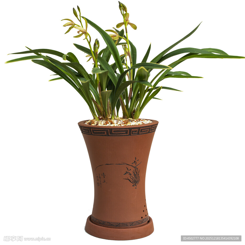 陶盆中绽放的翠绿兰花