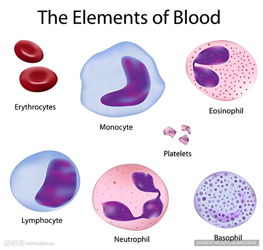 血液的组成元素图示