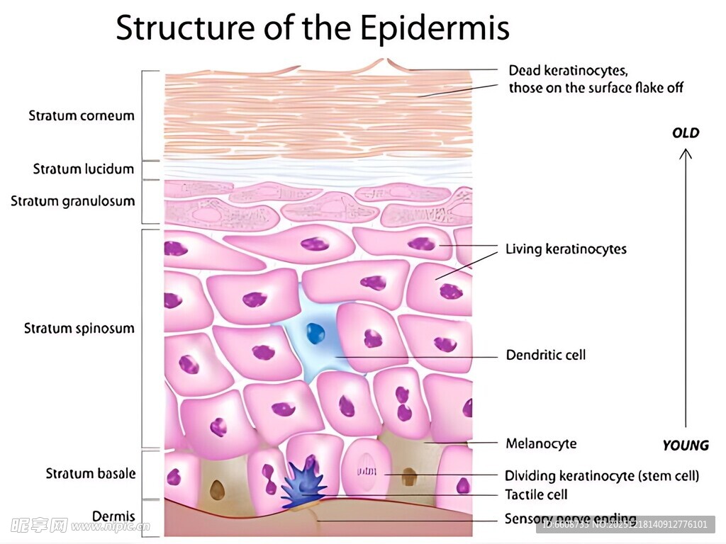 表皮结构示意图