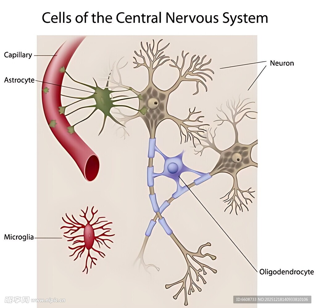 中枢神经系统细胞图示