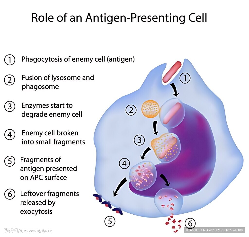 抗原呈递细胞的作用机制