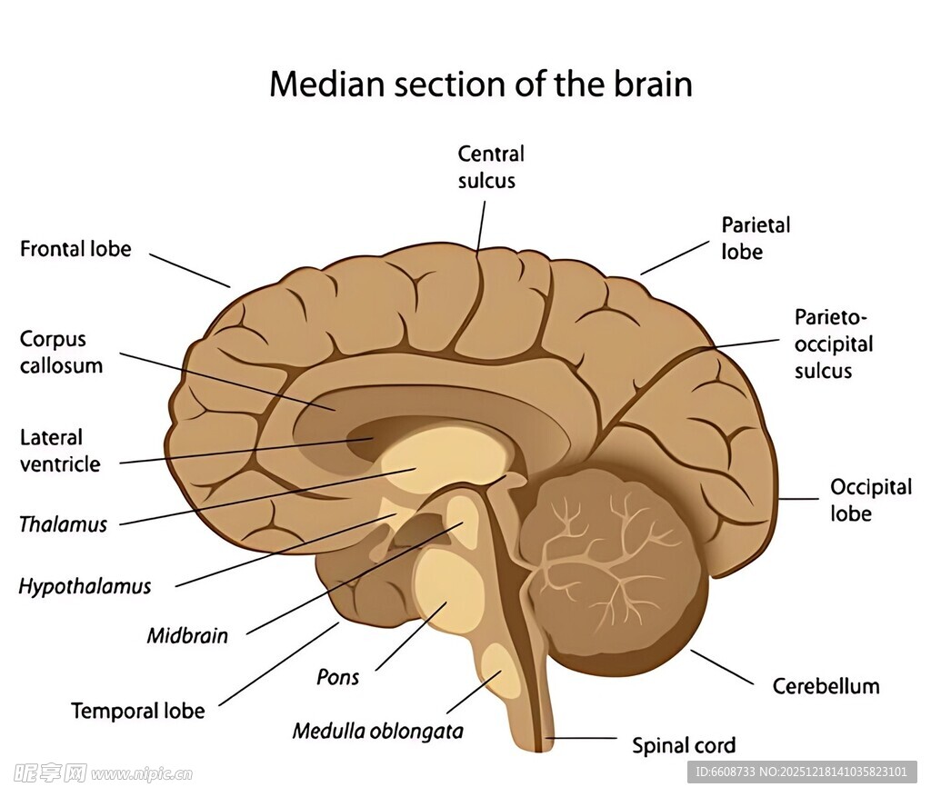 大脑正中切面解剖图
