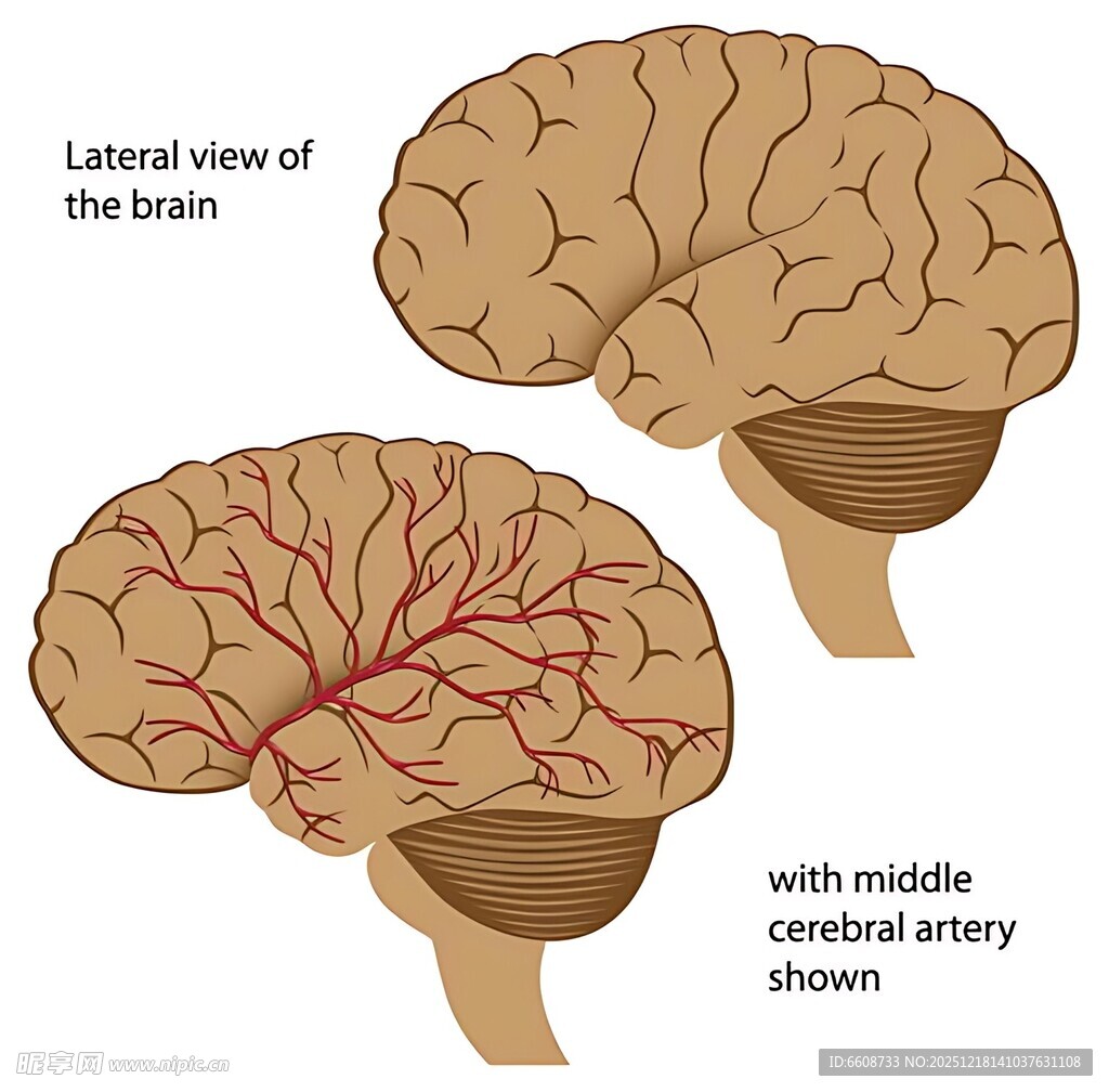 大脑侧面观及中脑动脉图示