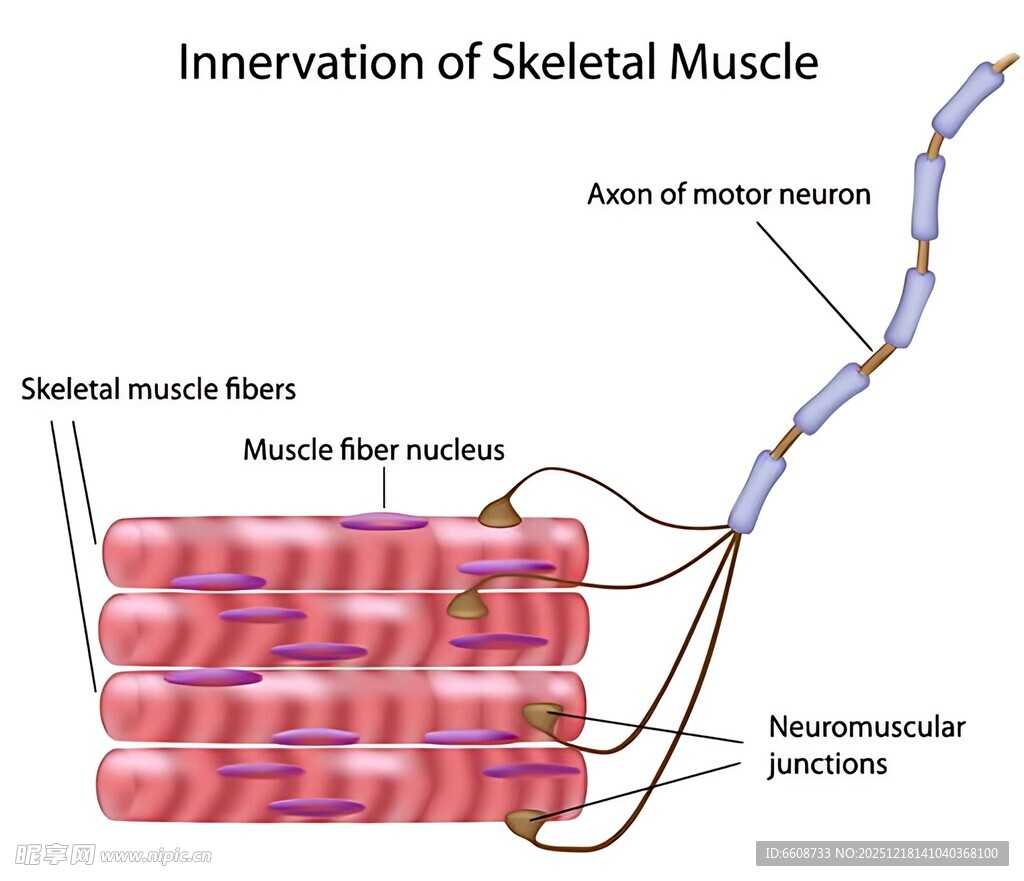 骨骼肌神经支配示意图