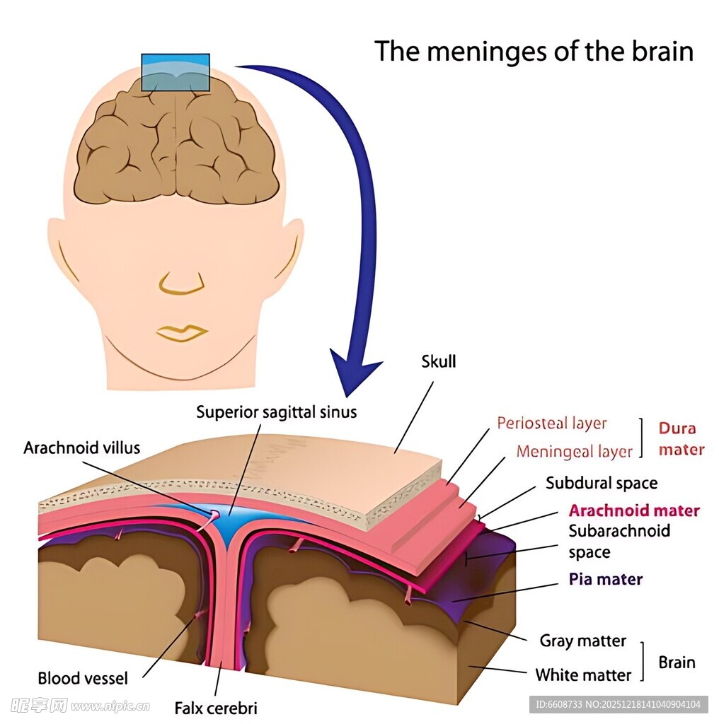 大脑信息传递机制示意图